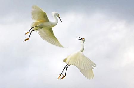 national-geographic-birds