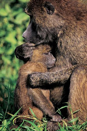 national-geographic-hug