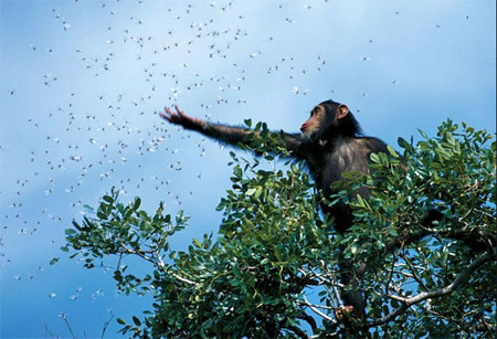 national-geographic-monkey