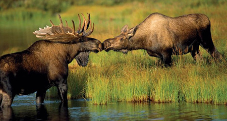 moose hug