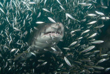 national-geographic-shark