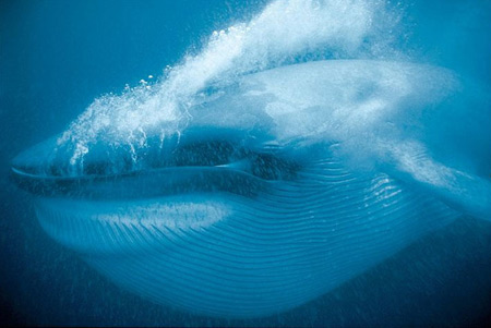 national-geographic-whale