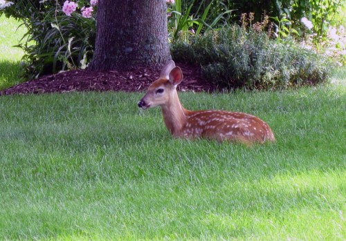 bambi_baby_deer_4