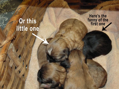 shih-poo_puppies_3